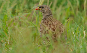 Natal spurfowl [Pternistis natalensis]