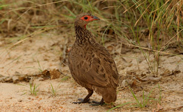 Swainson's spurfowl [Pternistis swainsonii swainsonii]