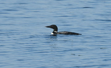 Common loon [Gavia immer]