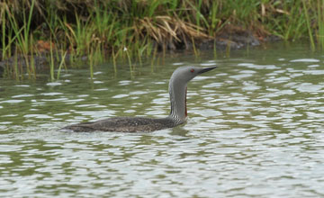 Red-throated loon [Gavia stellata]