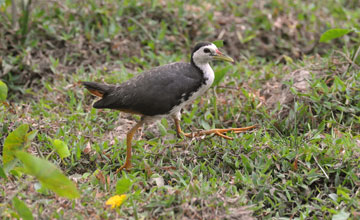 Weissbrust-Kielralle [Amaurornis phoenicurus phoenicurus]