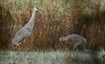 Sandhill crane [Antigone canadensis tabida]