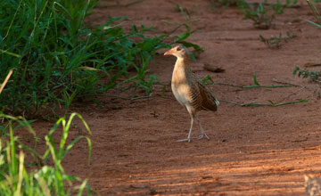 Corn crake [Crex crex]