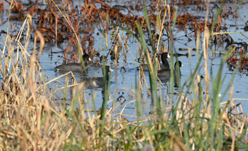 American coot [Fulica americana americana]