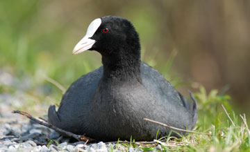 Eurasian coot [Fulica atra atra]