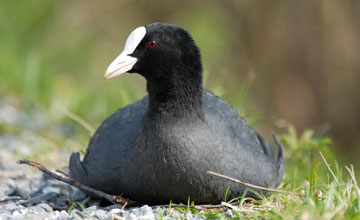 Blässhuhn [Fulica atra atra]