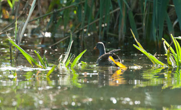 Common moorhen [Gallinula chloropus chloropus]