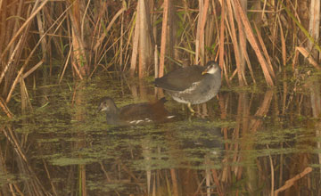 Common gallinule [Gallinula galeata cachinnans]