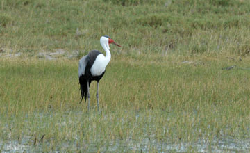 Wattled crane [Grus carunculata]