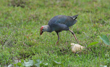 Purpurhuhn [Porphyrio poliocephalus poliocephalus]