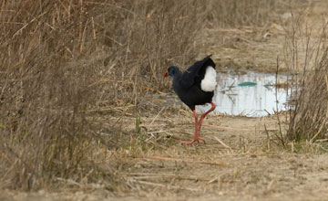 Western swamphen [Porphyrio porphyrio]