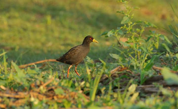 Black crake [Zapornia flavirostra]