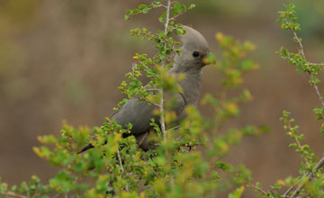 Grauer Lärmvogel [Corythaixoides concolor bechuanae]