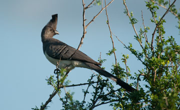 White-bellied go-away-bird [Corythaixoides leucogaster]