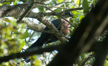 Purple-crested turaco [Tauraco porphyreolophus porphyreolophus]