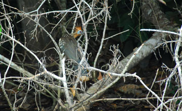 Hoatzin [Opisthocomus hoazin]