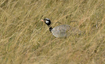 Northern black korhaan [Afrotis afraoides]