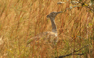 Kori bustard [Ardeotis kori kori]