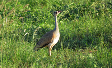 White-bellied bustard [Eupodotis senegalensis canicollis]