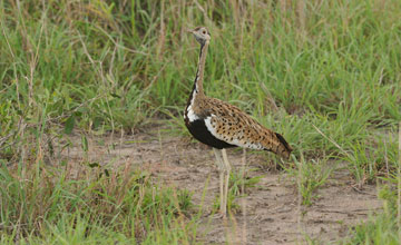 Black-bellied bustard [Lissotis melanogaster notophila]