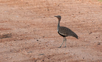 Buff-crested bustard [Lophotis gindiana]