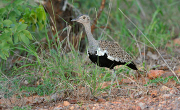 Red-crested korhaan [Lophotis ruficrista]