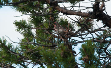 Common redpoll [Acanthis flammea flammea]