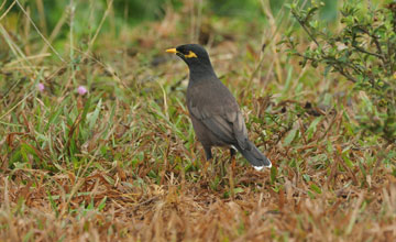 Common myna [Acridotheres tristis melanosternus]