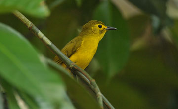 Yellow-browed bulbul [Acritillas indica guglielmi]