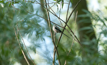 Long-tailed tit [Aegithalos caudatus europaeus]