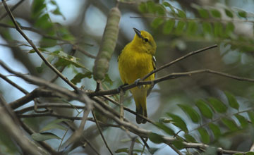 Common iora [Aegithina tiphia multicolor]