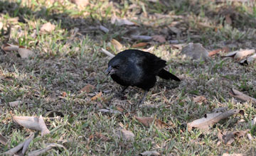 Unicolored blackbird [Agelasticus cyanopus]