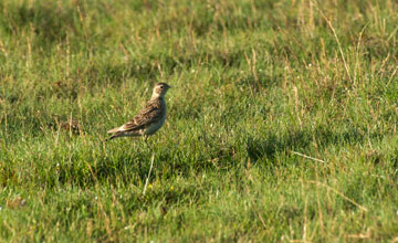 Eurasian skylark [Alauda arvensis arvensis]