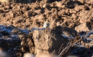 Eurasian skylark [Alauda arvensis sierrae]