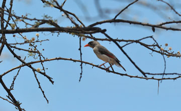 Scharlachweber [Anaplectes rubriceps leuconotos]