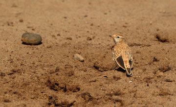 African pipit [Anthus cinnamomeus bocagii]