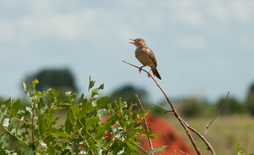 Zimtspornpieper [Anthus cinnamomeus lacuum]