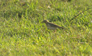 Steppenpieper [Anthus godlewskii]