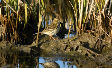 Wiesenpieper [Anthus pratensis pratensis]