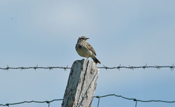 Meadow pipit [Anthus pratensis whistleri]