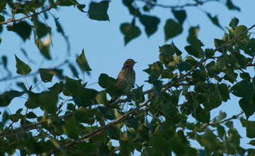 Tree pipit [Anthus trivialis]