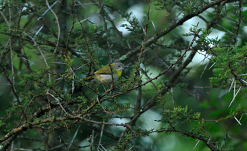 Yellow-breasted apalis [Apalis flavida neglecta]