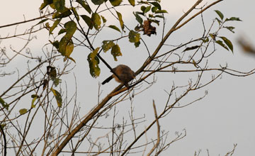 Striated babbler [Argya earlei earlei]