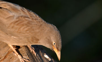 Jungle babbler [Argya striata striata]