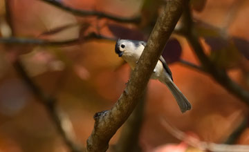 Tufted titmouse [Baeolophus bicolor]