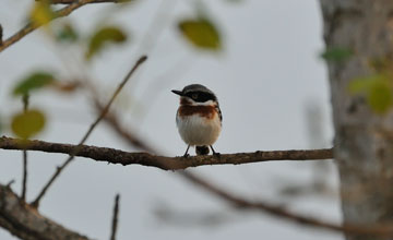 Chinspot batis [Batis molitor molitor]