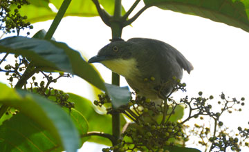 Yellow-lored bristlebill [Bleda notatus ugandae]