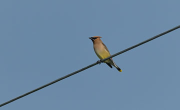 Zedernseidenschwanz [Bombycilla cedrorum]