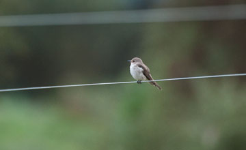 African grey flycatcher [Bradornis microrhynchus]