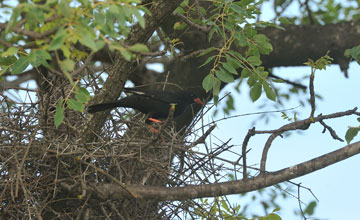 Red-billed buffalo-weaver [Bubalornis niger niger]